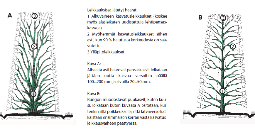 kapenee ylöspäin ja on täysikasvuisena päältä enintään 800 mm leveä. Kasvatusvaiheen jälkeen alkavat ylläpitoleikkaukset.