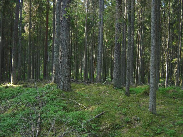 Metsäkasvillisuudessa on erilaisia