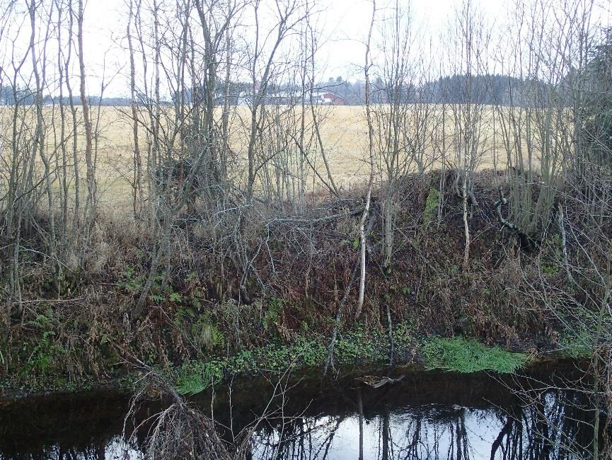 Kirveen löytöpaikasta 100 m länteen pellosta terassin päältä, mansikkaistutusten ja juurikasmaan väliseltä mulloskaistaleelta saatiin talteen kivikautiseen - mahdollisesti nuorakeraamiseen -