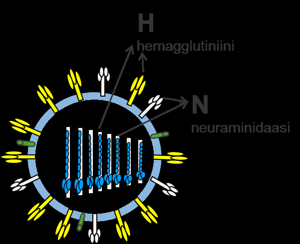 Influenssavirusten muuntelu kausi-influenssat jatkuvaa muuntelua mutaatioiden kautta (antigenic drift) muuntumista ohjaa myös väestön immuniteetti epidemia pandeemiset