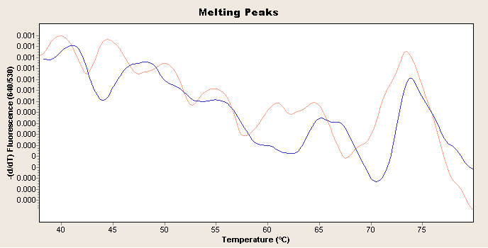 Kuvio 3. Esimerkki positiivisesta näytteen sulamispistekäyrästä. Lactobacillus casei (MP640). Näyte ja rinnakkaisnäyte. Huiput +56 C ja +61 C. Kuvio 4.