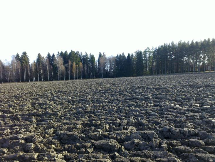 Metsän puolella ei havaittu mitään rakenteita tms. muinaisjäännökseen viittaavaa. Niemen kylätontti jää selkeästi linjan pohjoispuolelle.