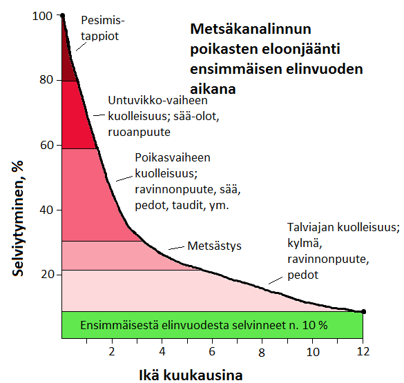 60 Kuvio 9. Metsäkanalinnun poikasten eloonjäänti ja kuolleisuuteen vaikuttavat tekijät ensimmäisen elinvuoden aikana. (Linden 1981.) 15.