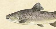 Kivinilkka Zoarces viviparus Kansanomaiset nimitykset: elaska, kivimade, lorvi Kivinilkka on ainoa Itämeren kala, joka synnyttää eläviä poikasia.