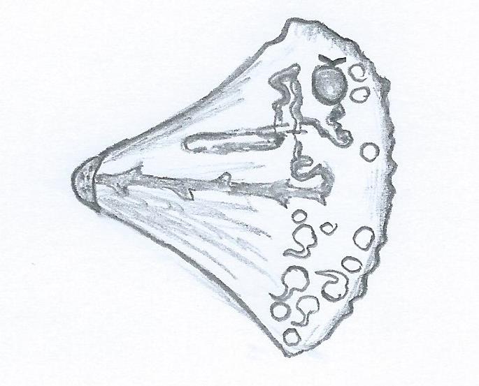 15 5 MUNUAINEN 5.1 Munuaisen rakenne Munuaiset ovat vatsaontelon takaseinämässä. Niitten muoto muistuttaa papua ja paino on kummallakin munuaisella 150 grammaa.
