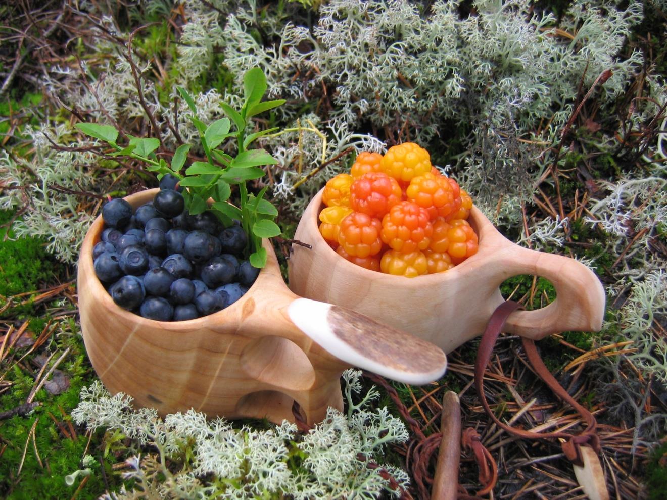 Suomalainen metsämustikka ja lakka ( Vaccinium myrtillus), blåbär,