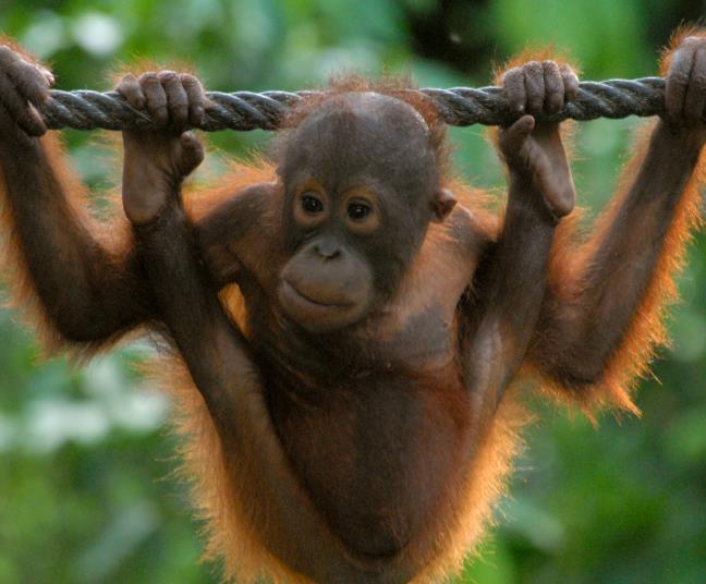 Väistyvän sademetsän tieltä väistyy paljon muutakin Global Palm Oil Imports and Orangutan