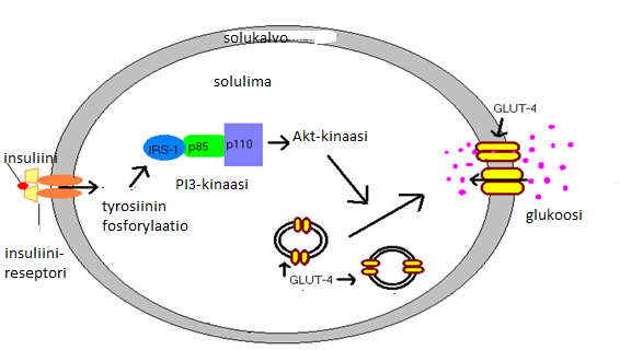 20 1 tyrosiinin fosforylaatiota ja PI3-kinaasin aktiivisuutta, joita molempia tarvitaan solun sisäisessä viestiketjussa glukoosin sisäänotossa.