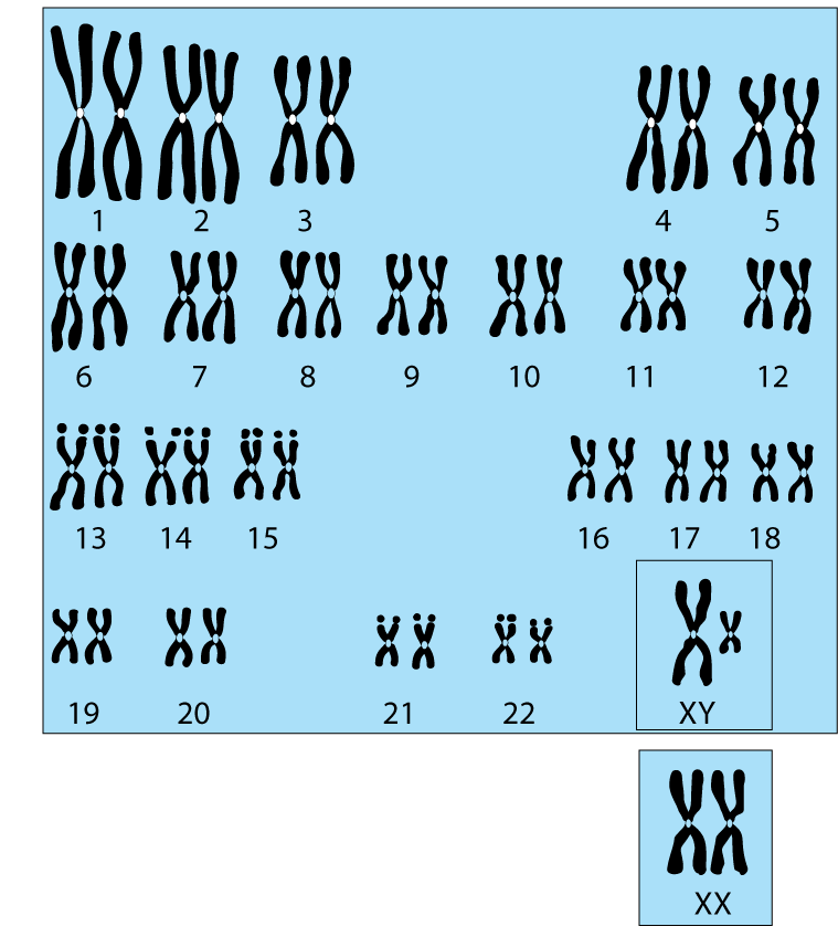 Ihmisen kromosomisto Kromosomit numeroidaan kokojärjestyksessä.