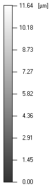 z~36µm 320µm