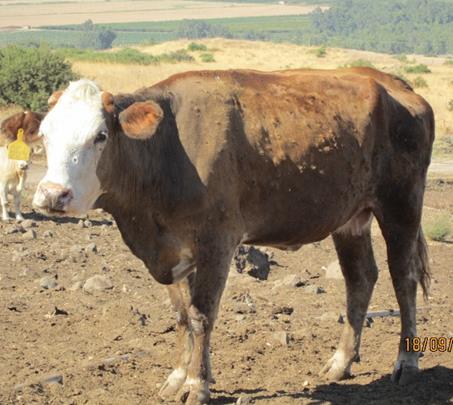 Poxviridaefamily) Muut Capripox-suvun virukset: Sheeppox virus and Goatpox virus Vakaa, suuri kaksi-juosteinen DNA virus, vaipallinen tai vaipaton 90%