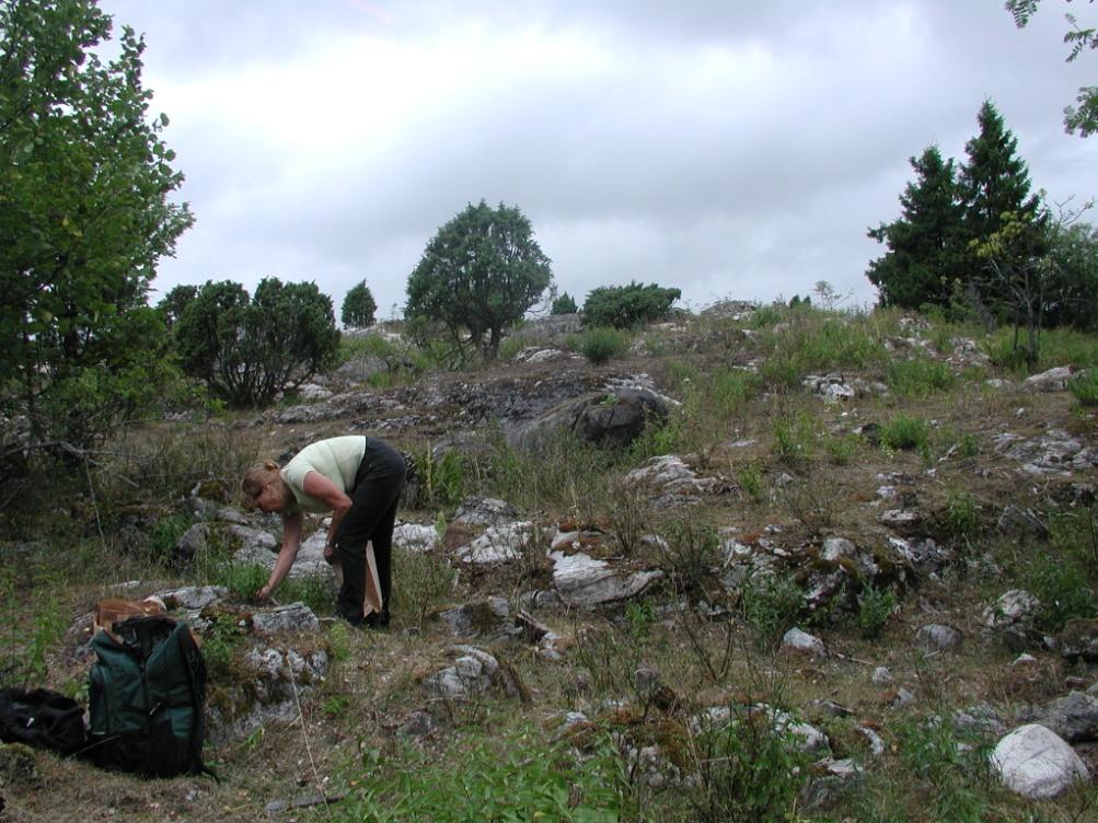 Kotimaisten oreganokantojen keruu Turun Saaristossa (Houtskari, Ahvensaari) ja tutkimus Mäkimeiramia metsästämässä. Puutarha & Kauppa, 24/2010. 12-13. Valkokukkaisen mäkimeiramin maku.