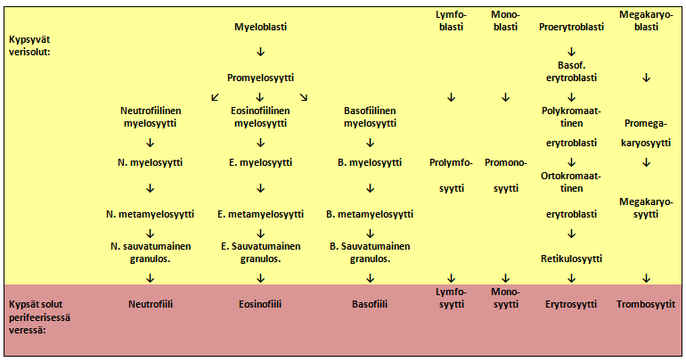 4 (18) 2 HEMATOPOIEESI Perifeerisen veren soluihin kuuluvat leukosyytit, erytrosyytit sekä trombosyytit.