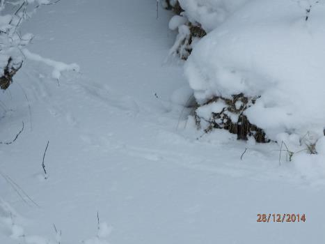 Talvilaskenta riistakolmioilla Laskenta-aika: Etelä- ja Keski-Suomi 15.1. 28.2. Maan pohjois-osissa 15.1. 15.3.
