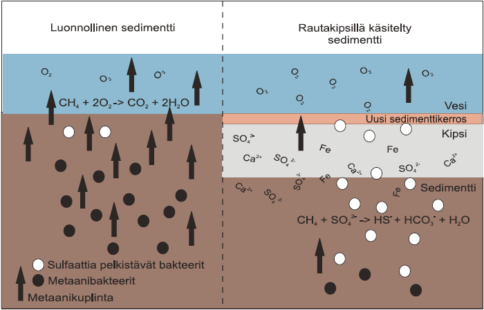 kerroksen teho loppuu 4 6 vuoden kuluttua kipsauksesta. (Varjo & Salonen 2005, 313.) Kipsikäsittely soveltuu parhaiten melko pieniin kunnostuskohteisiin, joissa on selkeä huonon sedimentin syvänne.
