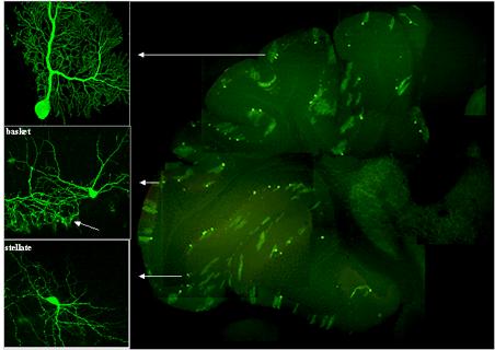 hypotalamuksessa GABA Glutamaatti serotoniini LSD mimikoi Hermoston fysiologia II 39 Hermoston fysiologia II 40 Peptidivälittäjäaineet Suuri joukko, osa esiintyy myös suolen