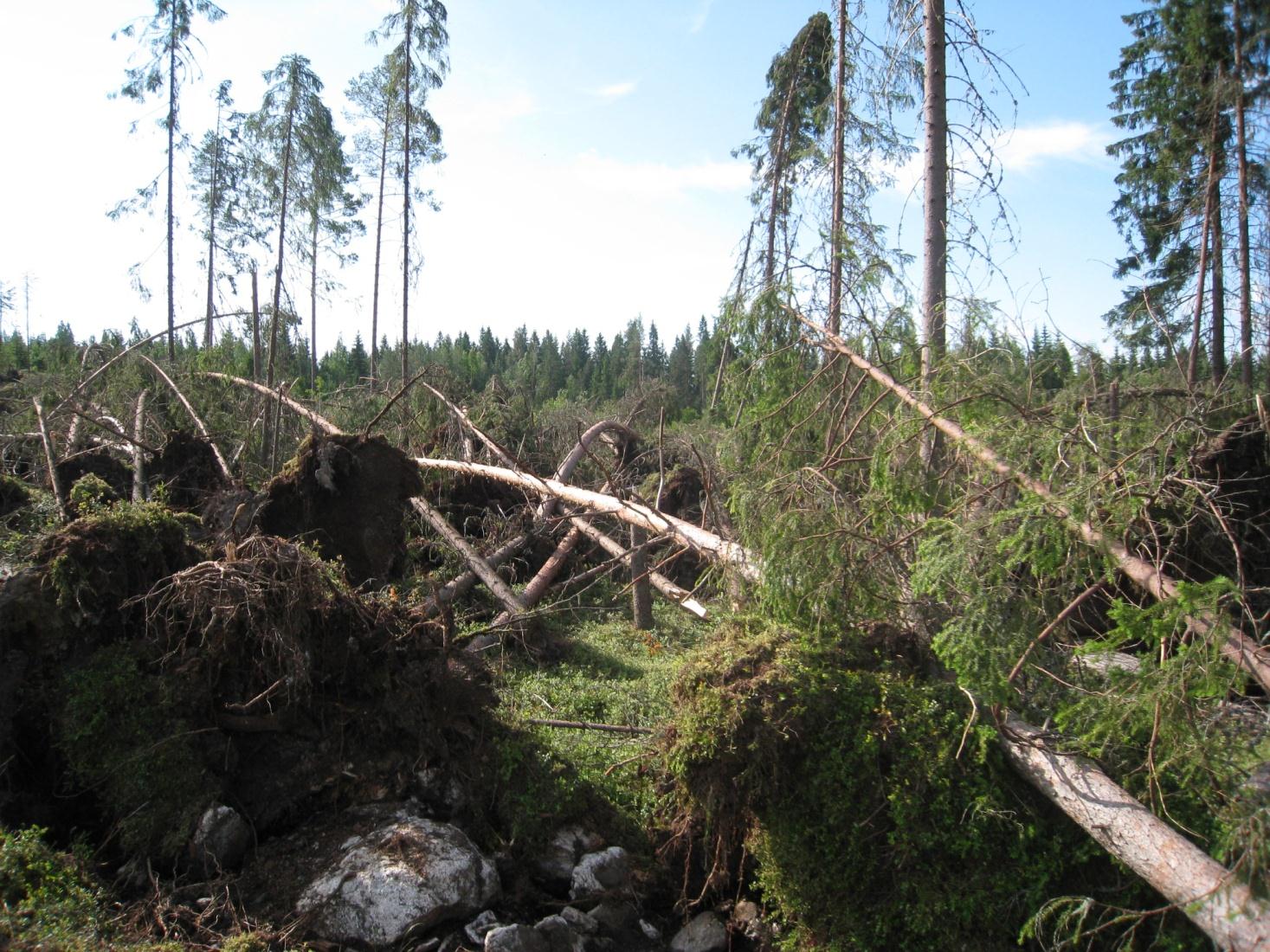 Yhteiskuntarakenne muuttunut huomattavasti viime vuosikymmeninä.