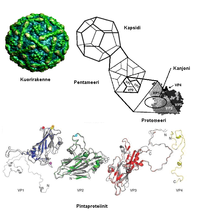 10 muodostavat proteiinikuoren ulkopinnan ja VP4 kuoren sisäpinnan yhdessä yksinauhaisen RNA-genomin kanssa.