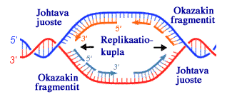 7 Kuvio 3. DNA:n kahdentuminen. [13] Perimäaineksen geenitekniset menetelmät perustuvat DNA:n rakentumiseen emäsperiaatteen mukaisesti.