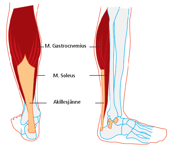 11 Ylemmässä nilkkanivelessä tapahtuu plantaarifleksio- ja dorsaalifleksiosuuntainen liike. M. gastrocnemiuksen ja m.