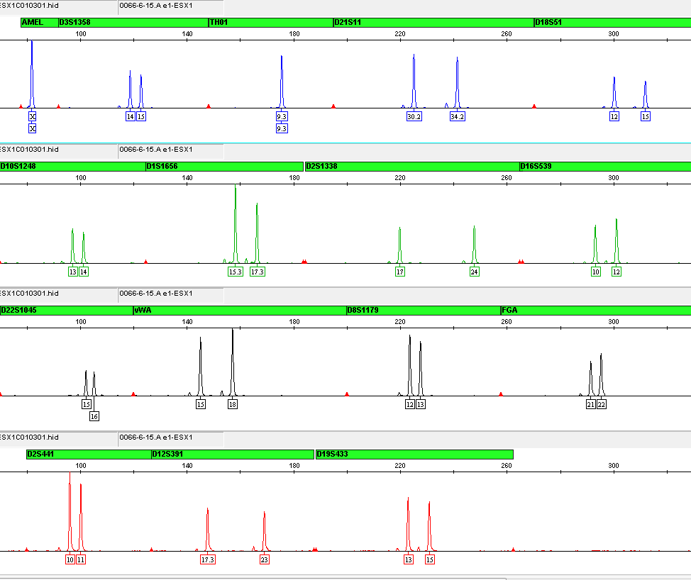 DNA-tutkimuksen perusta on DNA-sormenjälki Perustutkimuksissa tutkitaan 15 DNAmerkkiä.