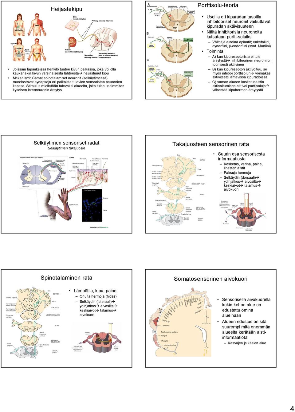 A B C Porttisolu-teoria Useilla eri kipuradan tasoilla inhibitooriset neuronit vaikuttavat kipuradan aktiivisuuteen Näitä inhibitorisia neuroneita kutsutaan portti-soluiksi Välittäjä aineina