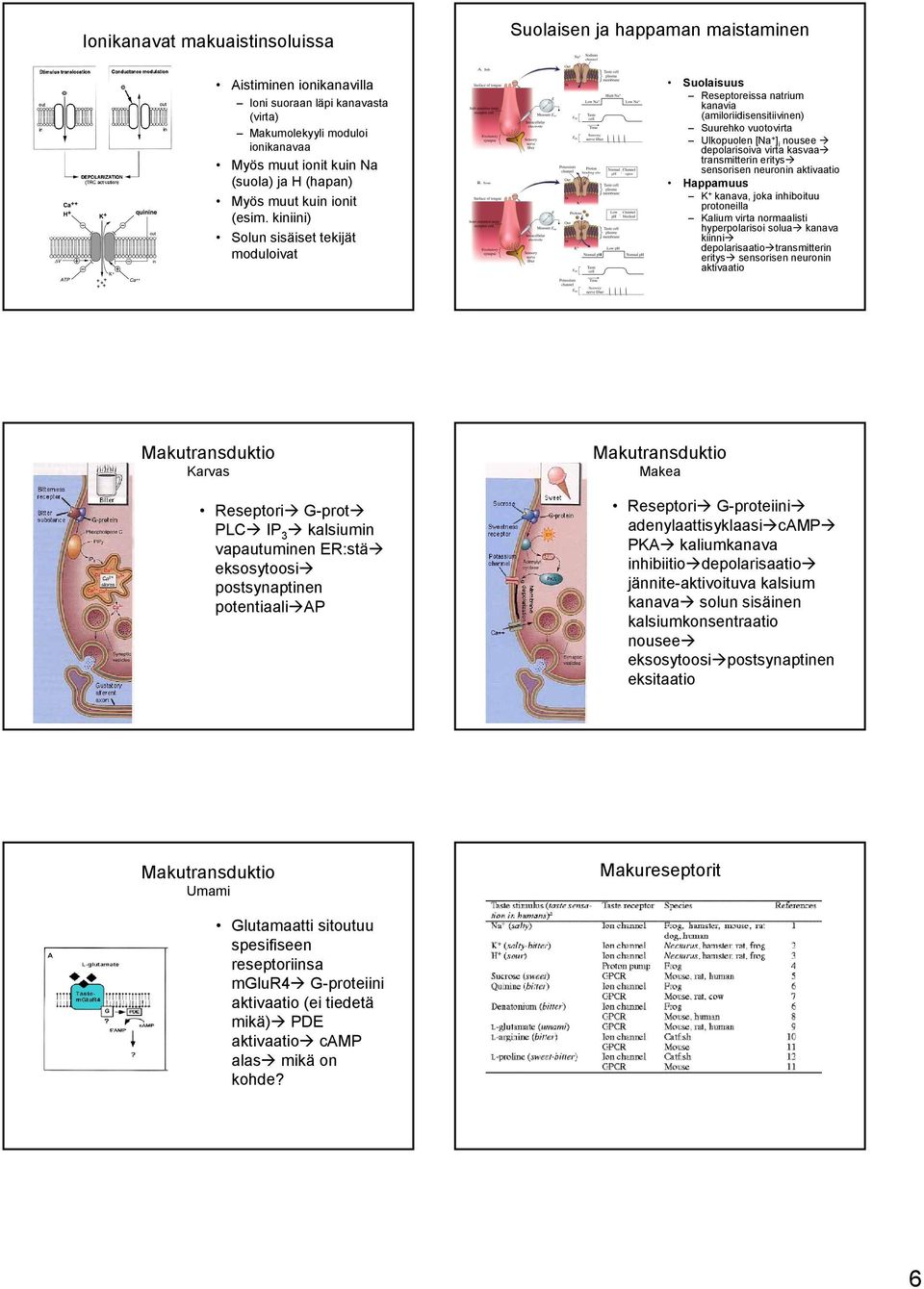 kiniini) Solun sisäiset tekijät moduloivat Suolaisuus Reseptoreissa natrium kanavia (amiloriidisensitiivinen) Suurehko vuotovirta Ulkopuolen [Na + ] i nousee depolarisoiva virta kasvaa transmitterin