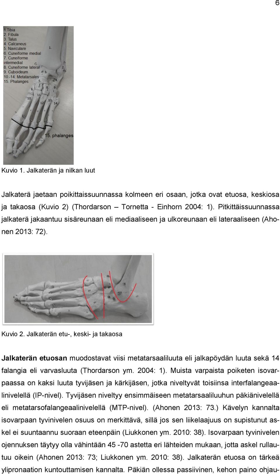 Jalkaterän etu-, keski- ja takaosa Jalkaterän etuosan muodostavat viisi metatarsaaliluuta eli jalkapöydän luuta sekä 14 falangia eli varvasluuta (Thordarson ym. 2004: 1).