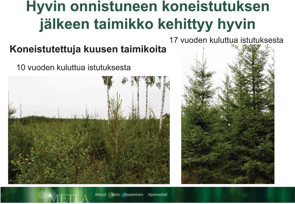 kuusen taimikoita 10 vuoden kuluttua