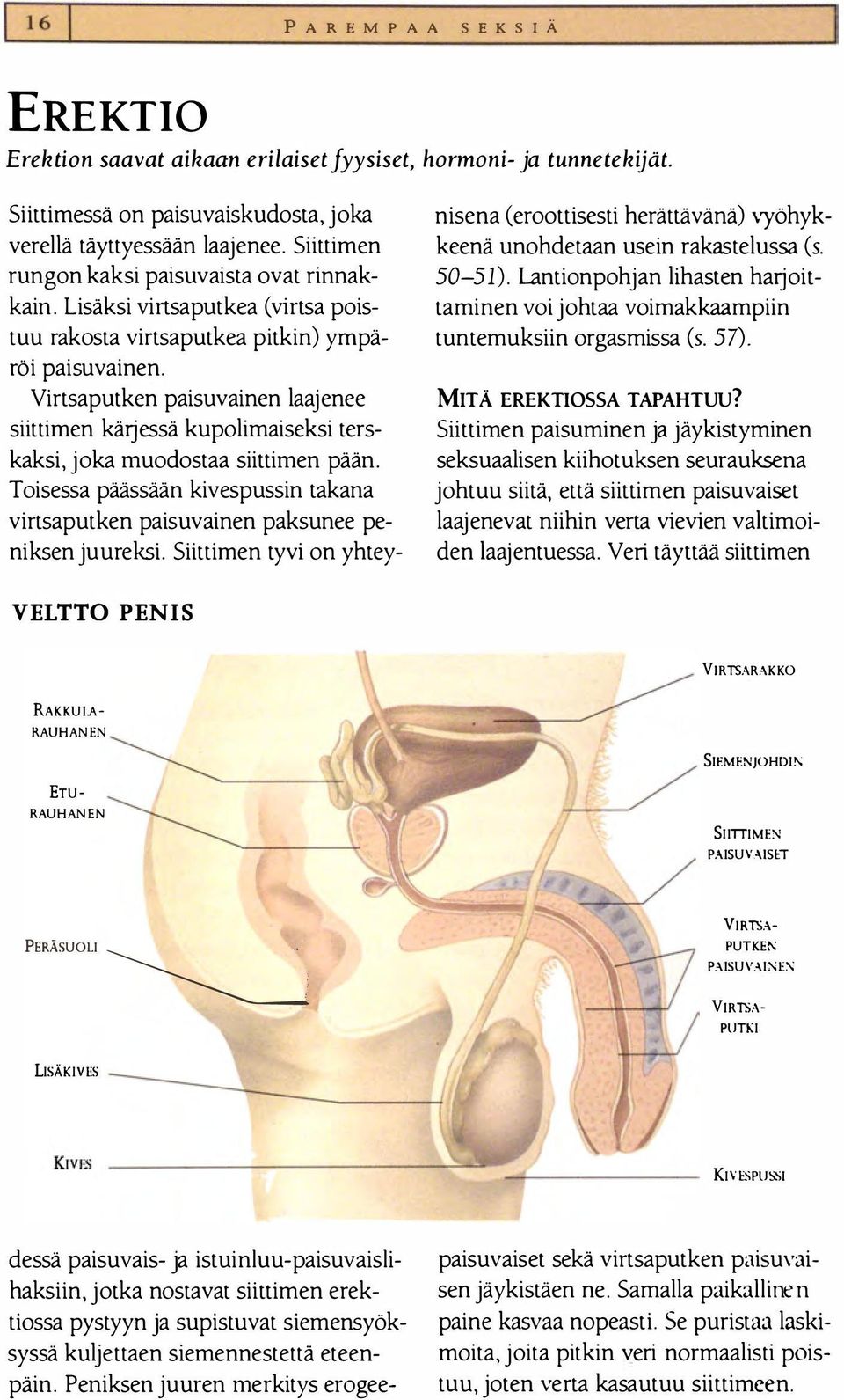 Peniksen juuren merkitys erogeenisena (eroottisesti herättävänä) vyöhykkeenä unohdetaan usein rak astelus sa (s. 50-51).