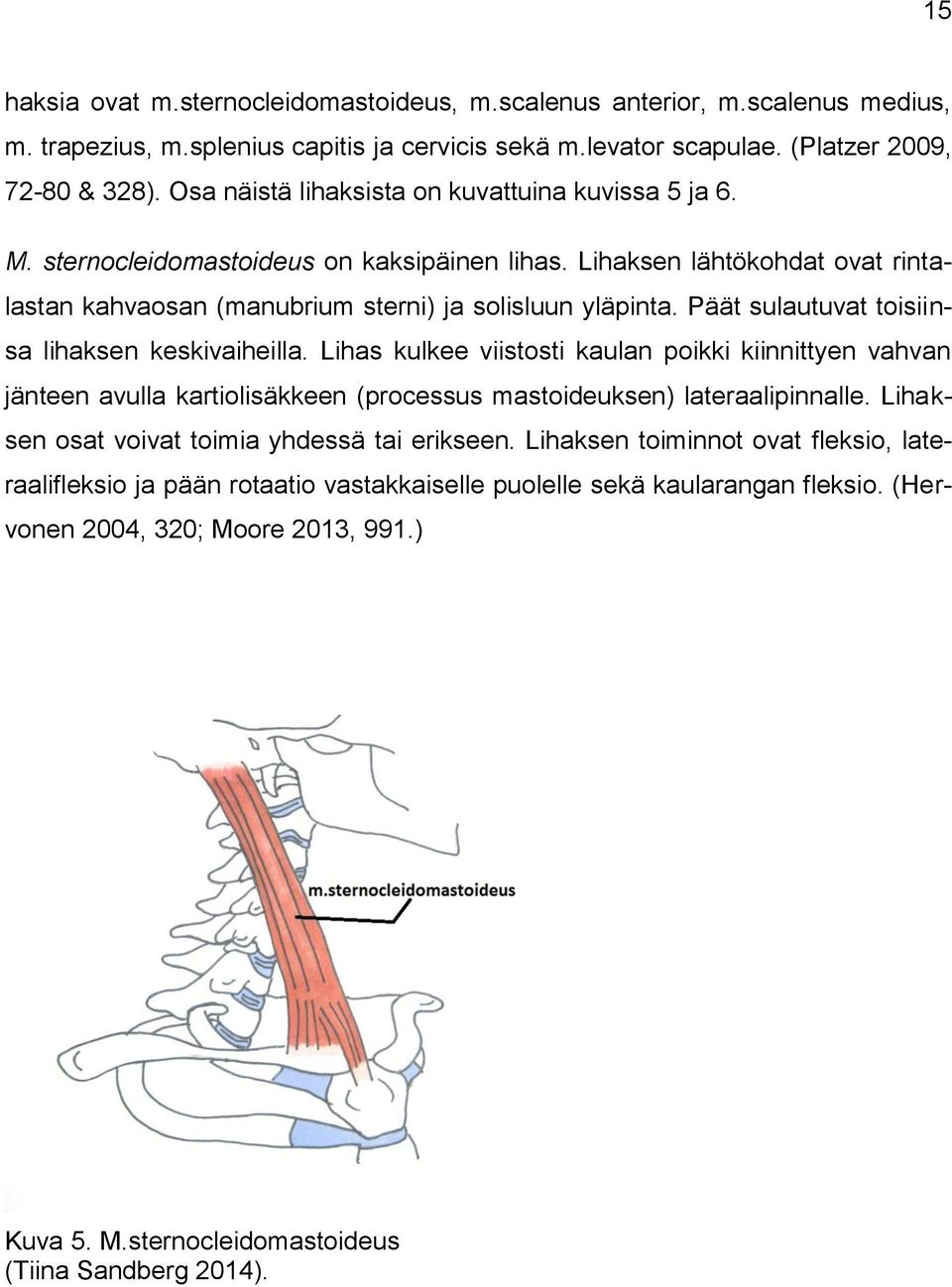 Päät sulautuvat toisiinsa lihaksen keskivaiheilla. Lihas kulkee viistosti kaulan poikki kiinnittyen vahvan jänteen avulla kartiolisäkkeen (processus mastoideuksen) lateraalipinnalle.