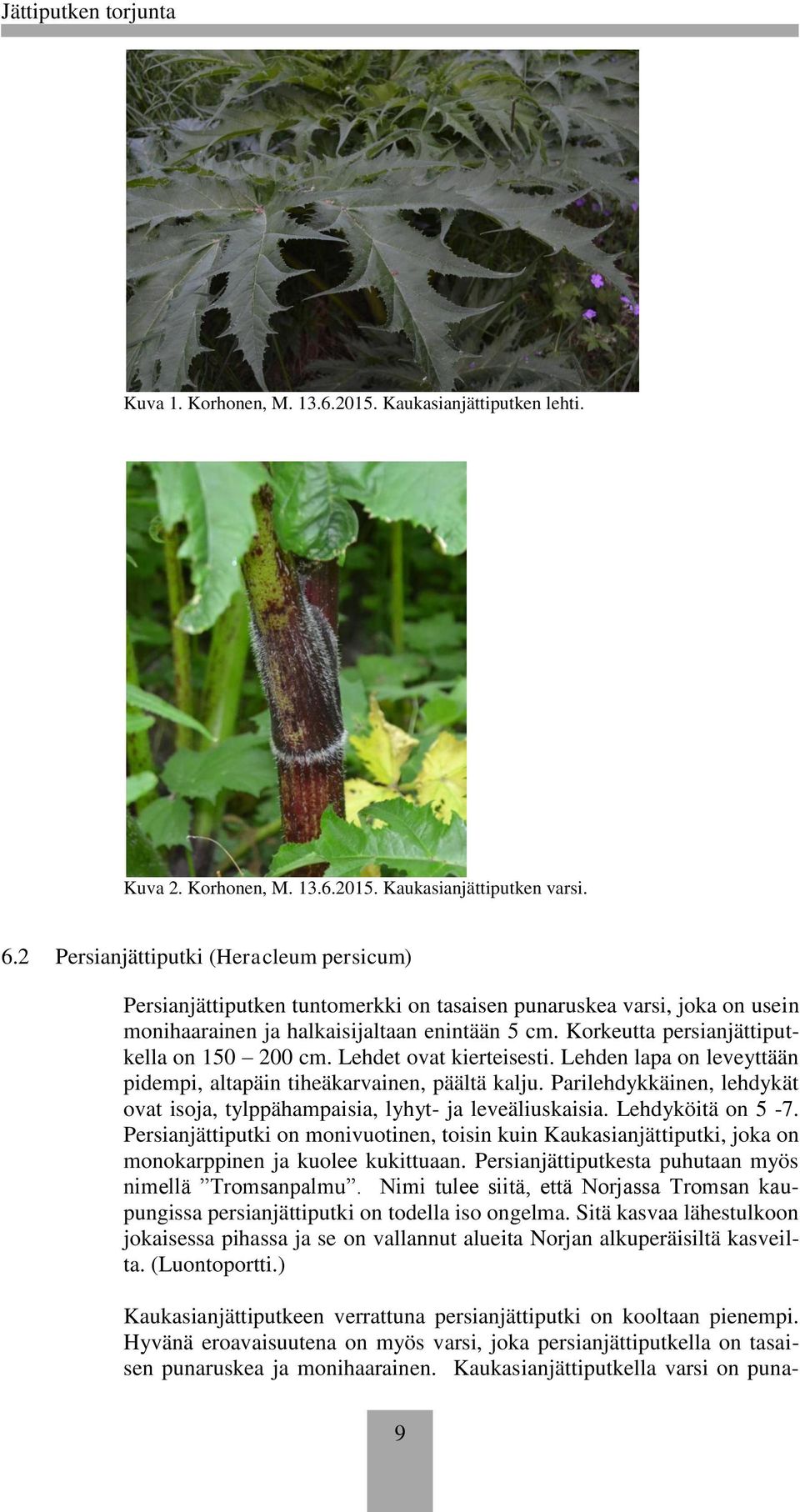 Korkeutta persianjättiputkella on 150 200 cm. Lehdet ovat kierteisesti. Lehden lapa on leveyttään pidempi, altapäin tiheäkarvainen, päältä kalju.