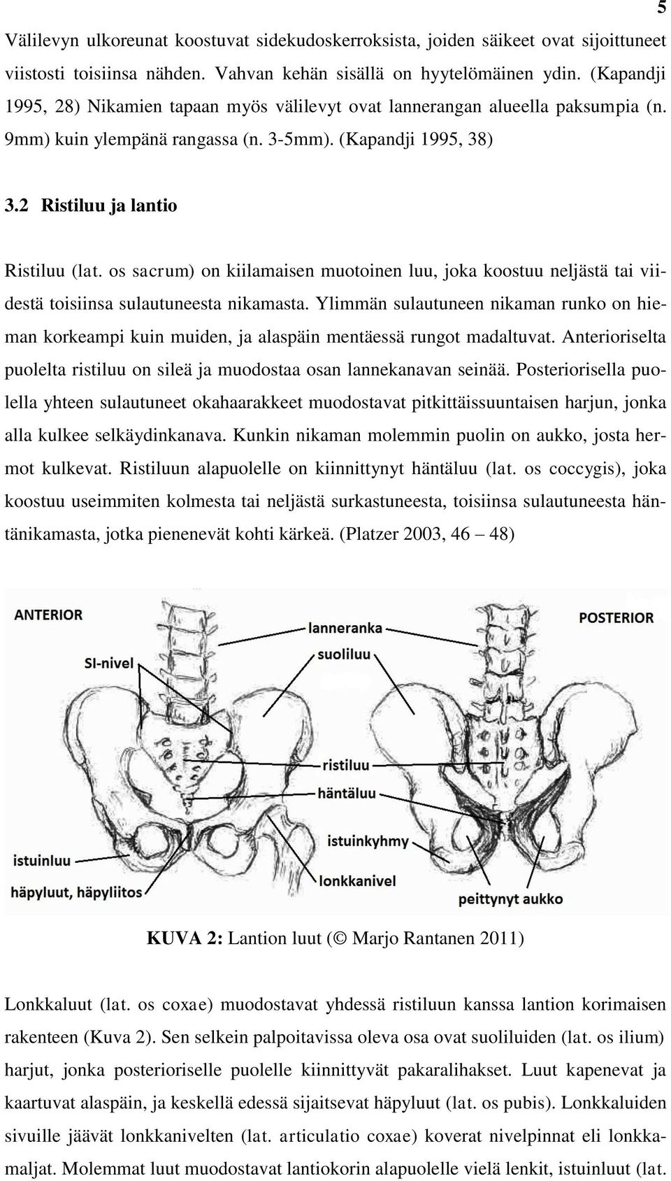 os sacrum) on kiilamaisen muotoinen luu, joka koostuu neljästä tai viidestä toisiinsa sulautuneesta nikamasta.