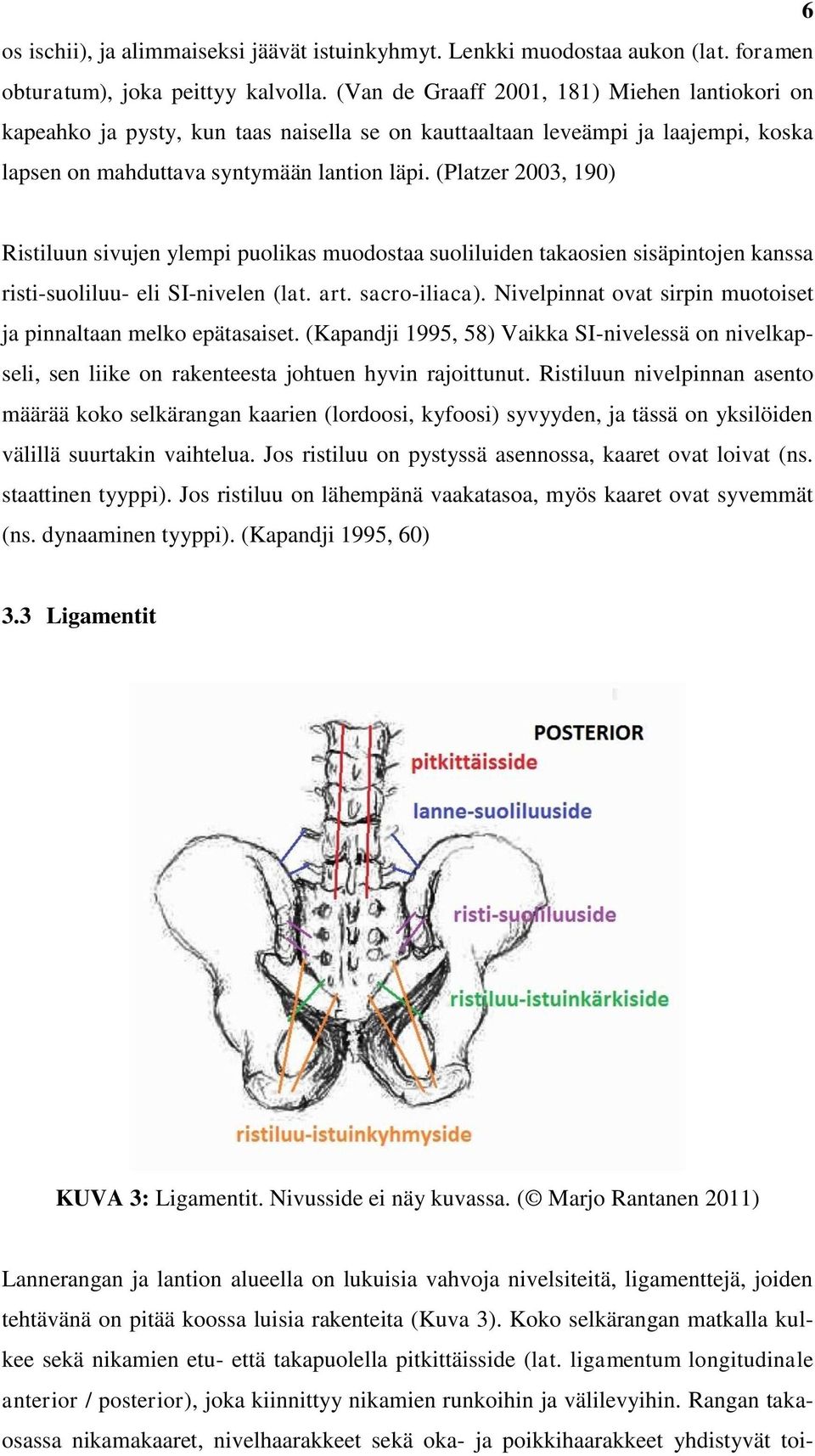 (Platzer 2003, 190) Ristiluun sivujen ylempi puolikas muodostaa suoliluiden takaosien sisäpintojen kanssa risti-suoliluu- eli SI-nivelen (lat. art. sacro-iliaca).