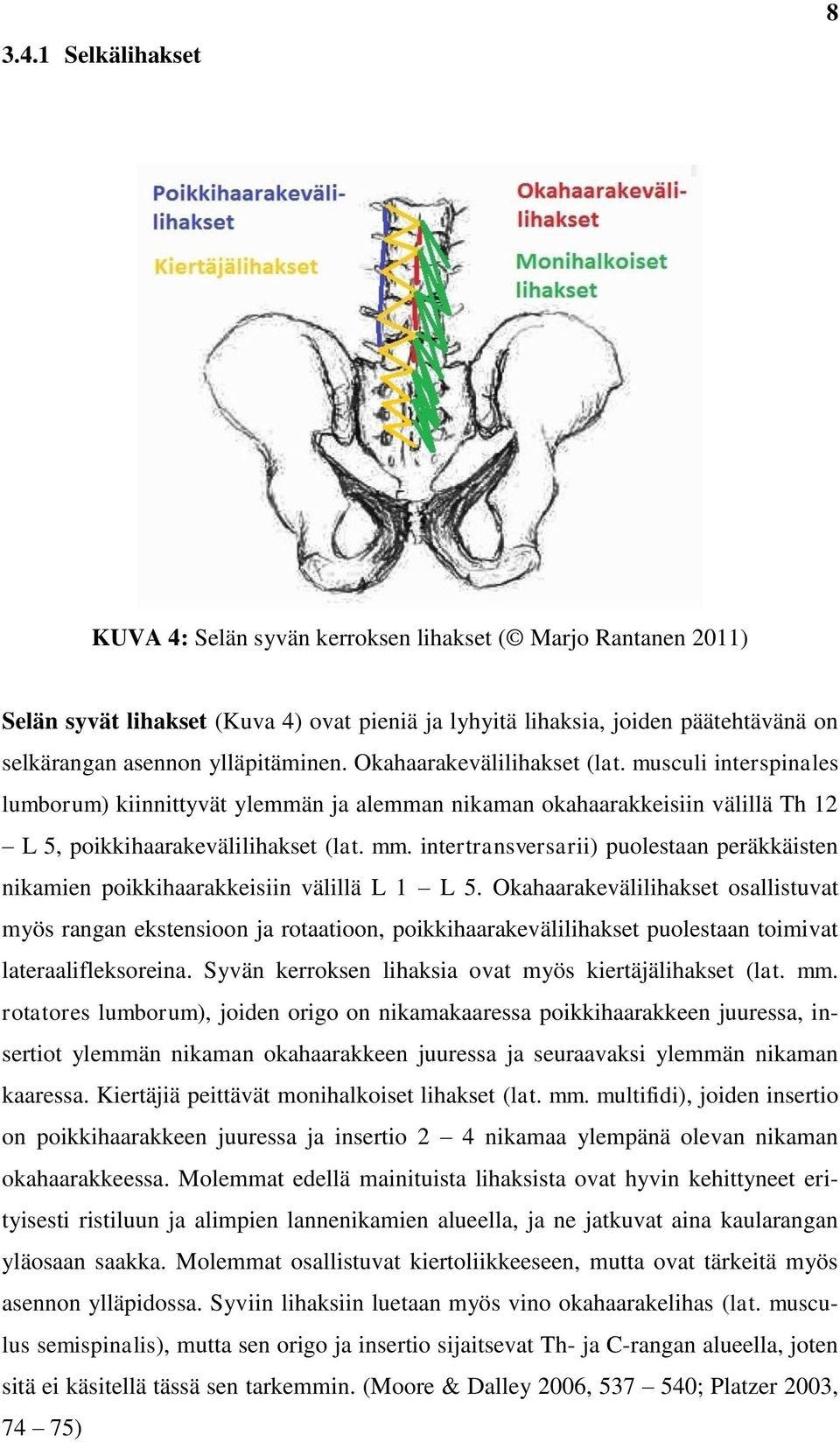 intertransversarii) puolestaan peräkkäisten nikamien poikkihaarakkeisiin välillä L 1 L 5.