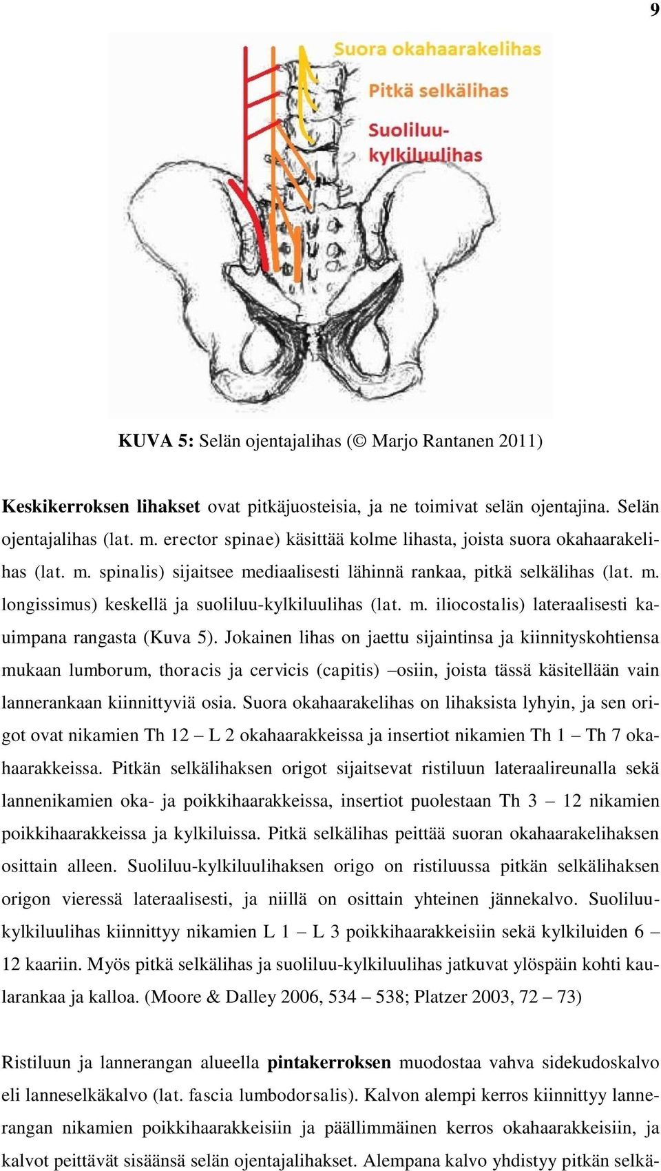 m. iliocostalis) lateraalisesti kauimpana rangasta (Kuva 5).