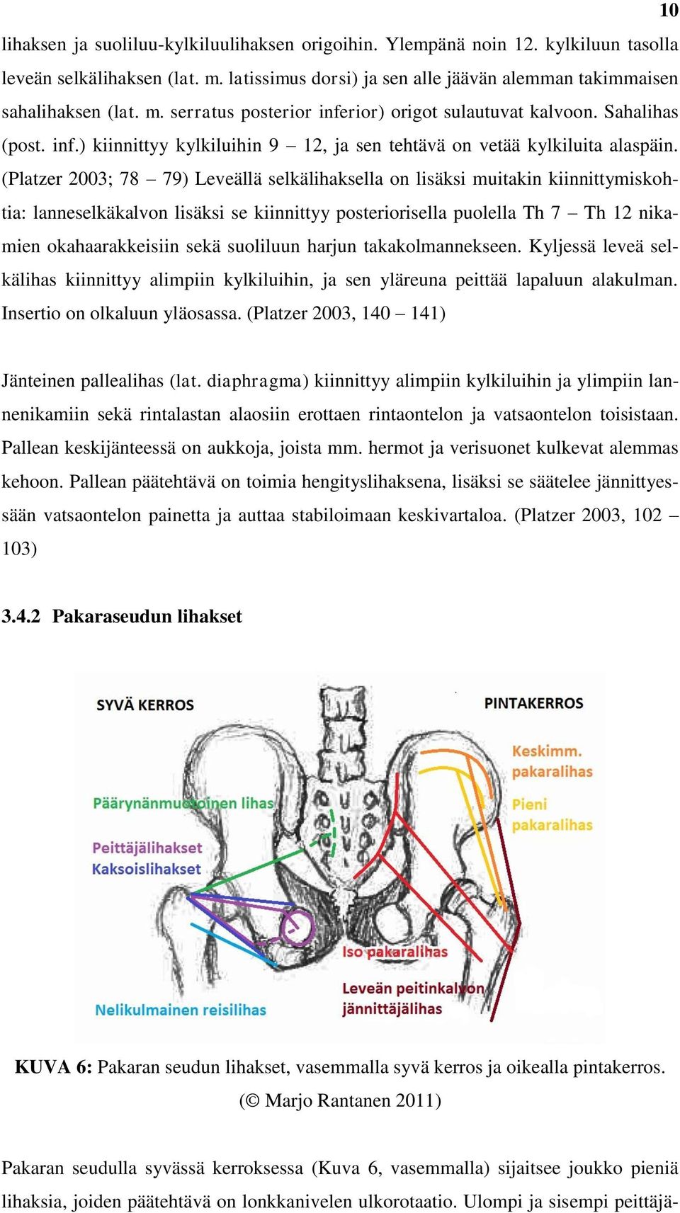 (Platzer 2003; 78 79) Leveällä selkälihaksella on lisäksi muitakin kiinnittymiskohtia: lanneselkäkalvon lisäksi se kiinnittyy posteriorisella puolella Th 7 Th 12 nikamien okahaarakkeisiin sekä