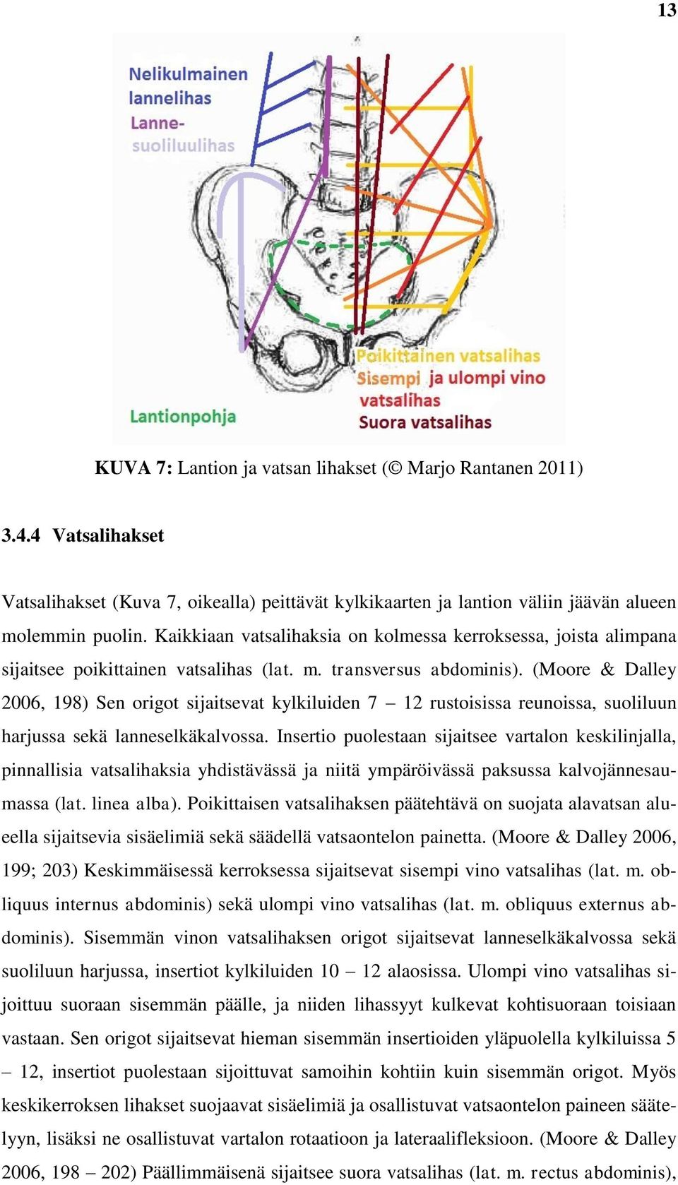 (Moore & Dalley 2006, 198) Sen origot sijaitsevat kylkiluiden 7 12 rustoisissa reunoissa, suoliluun harjussa sekä lanneselkäkalvossa.