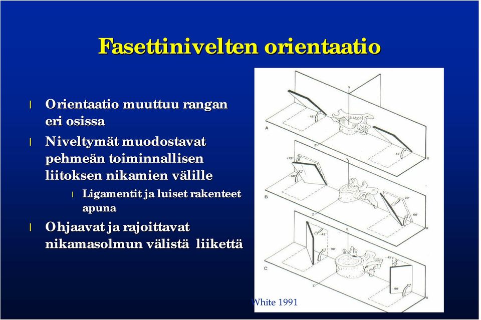 liitoksen nikamien välille Ligamentit ja luiset rakenteet