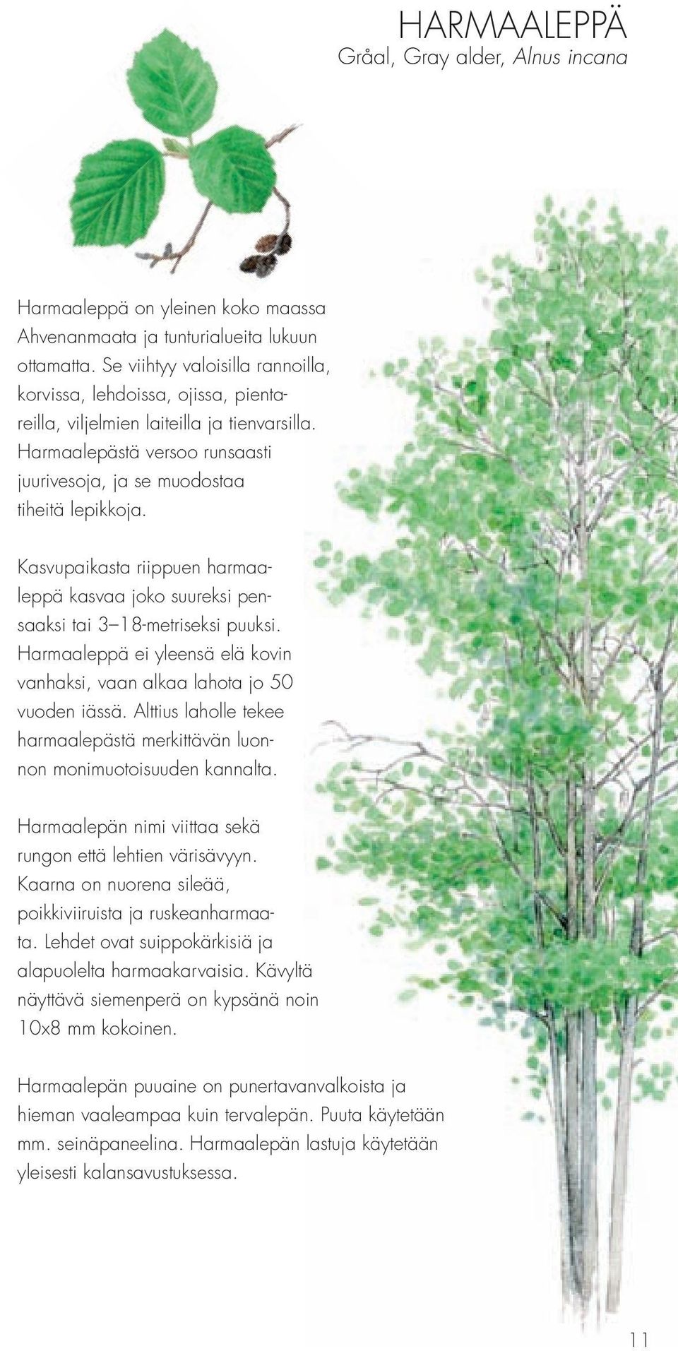 Kasvupaikasta riippuen harmaaleppä kasvaa joko suureksi pensaaksi tai 3 18-metriseksi puuksi. Harmaaleppä ei yleensä elä kovin vanhaksi, vaan alkaa lahota jo 50 vuoden iässä.