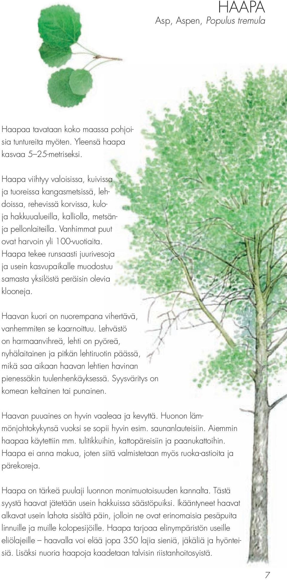 Vanhimmat puut ovat harvoin yli 100-vuotiaita. Haapa tekee runsaasti juurivesoja ja usein kasvupaikalle muodostuu samasta yksilöstä peräisin olevia klooneja.