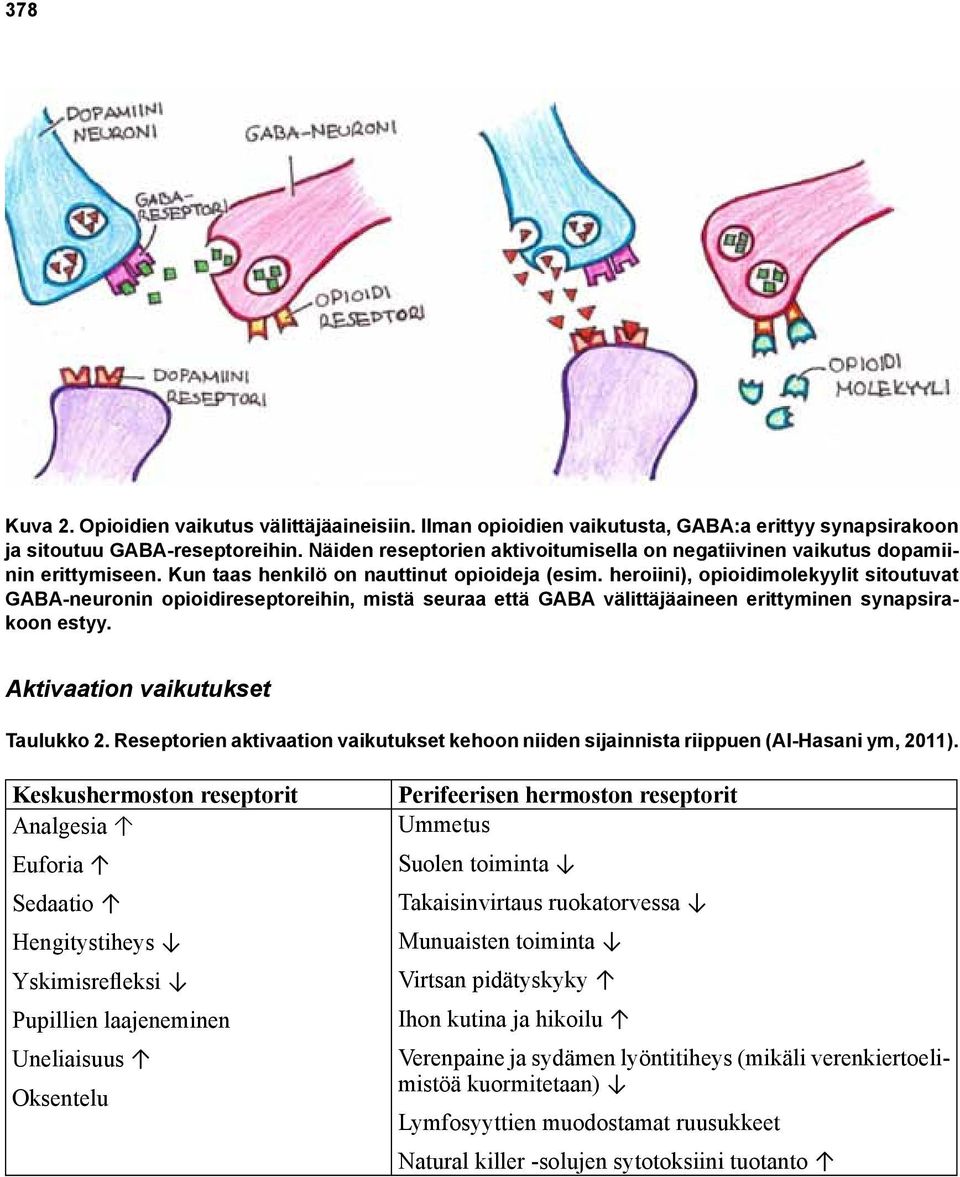 heroiini), opioidimolekyylit sitoutuvat GABA-neuronin opioidireseptoreihin, mistä seuraa että GABA välittäjäaineen erittyminen synapsirakoon estyy. Aktivaation vaikutukset Taulukko 2.