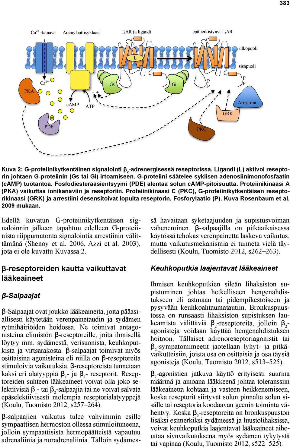 Fosfodiesteraasientsyymi (PDE) alentaa solun camp-pitoisuutta. Proteiinikinaasi A (PKA) vaikuttaa ionikanaviin ja reseptoriin.