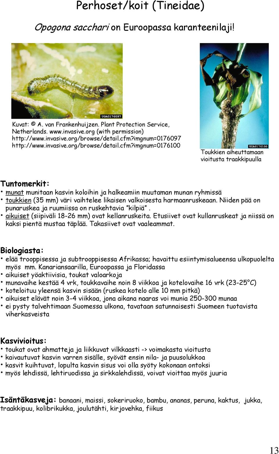 (35 mm) väri vaihtelee likaisen valkoisesta harmaanruskeaan. Niiden pää on punaruskea ja ruumiissa on ruskehtavia kilpiä. aikuiset (siipiväli 18-26 mm) ovat kellanruskeita.