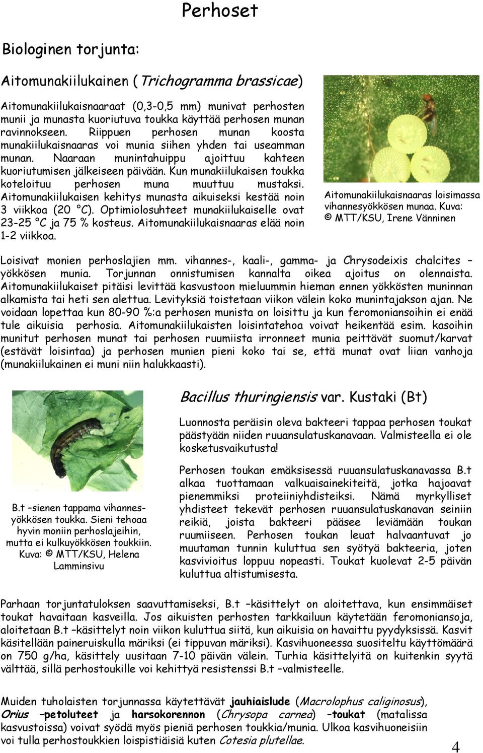 Kun munakiilukaisen toukka koteloituu perhosen muna muuttuu mustaksi. Aitomunakiilukaisen kehitys munasta aikuiseksi kestää noin 3 viikkoa (20 C).