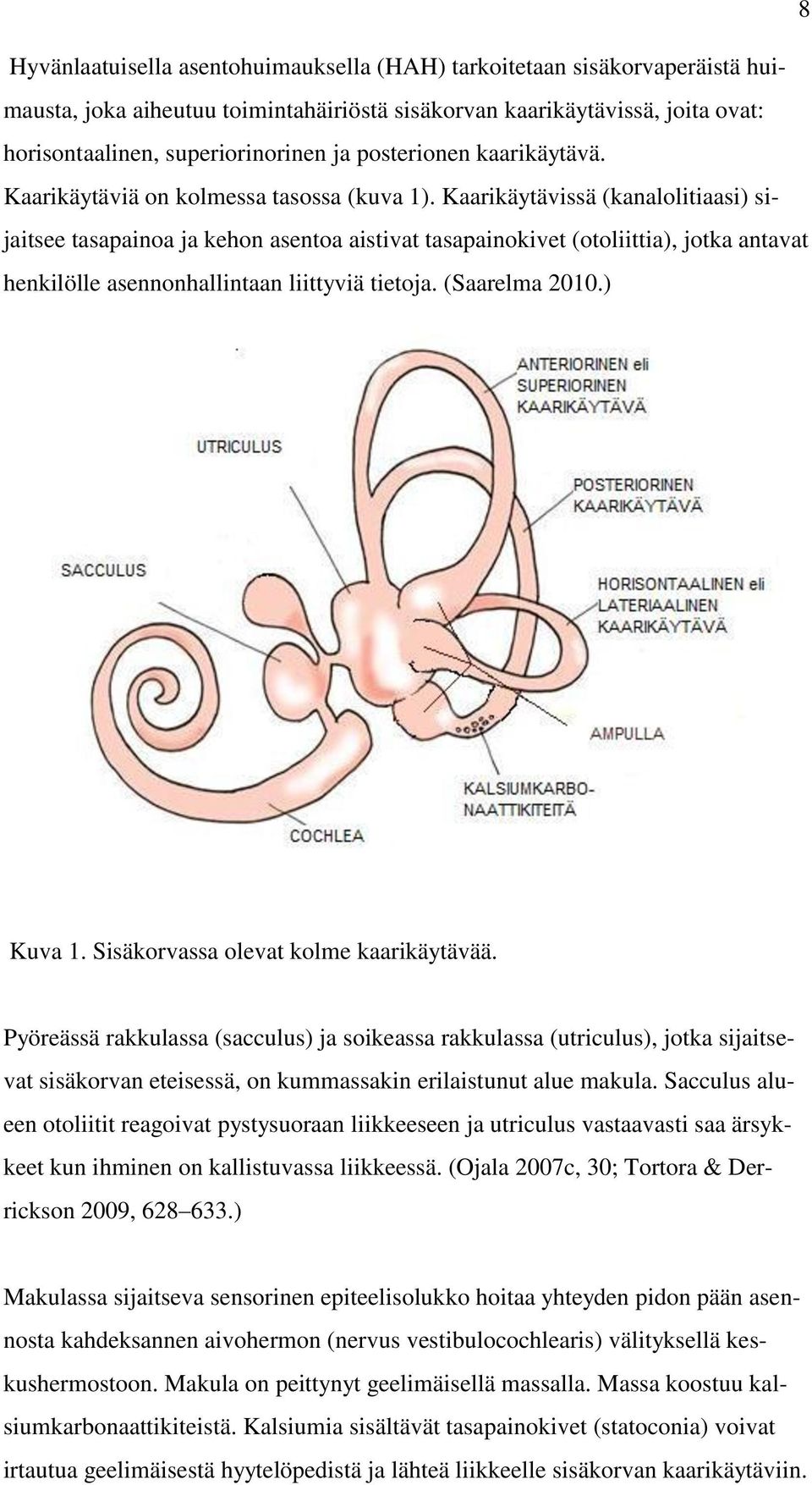 Kaarikäytävissä (kanalolitiaasi) sijaitsee tasapainoa ja kehon asentoa aistivat tasapainokivet (otoliittia), jotka antavat henkilölle asennonhallintaan liittyviä tietoja. (Saarelma 2010.) Kuva 1.