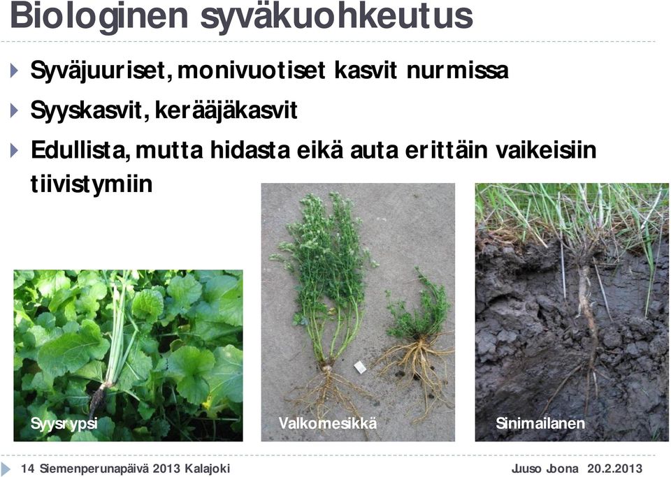 eikä auta erittäin vaikeisiin tiivistymiin Syysrypsi