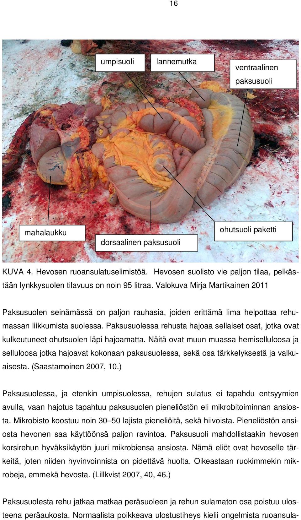 Valokuva Mirja Martikainen 2011 Paksusuolen seinämässä on paljon rauhasia, joiden erittämä lima helpottaa rehumassan liikkumista suolessa.