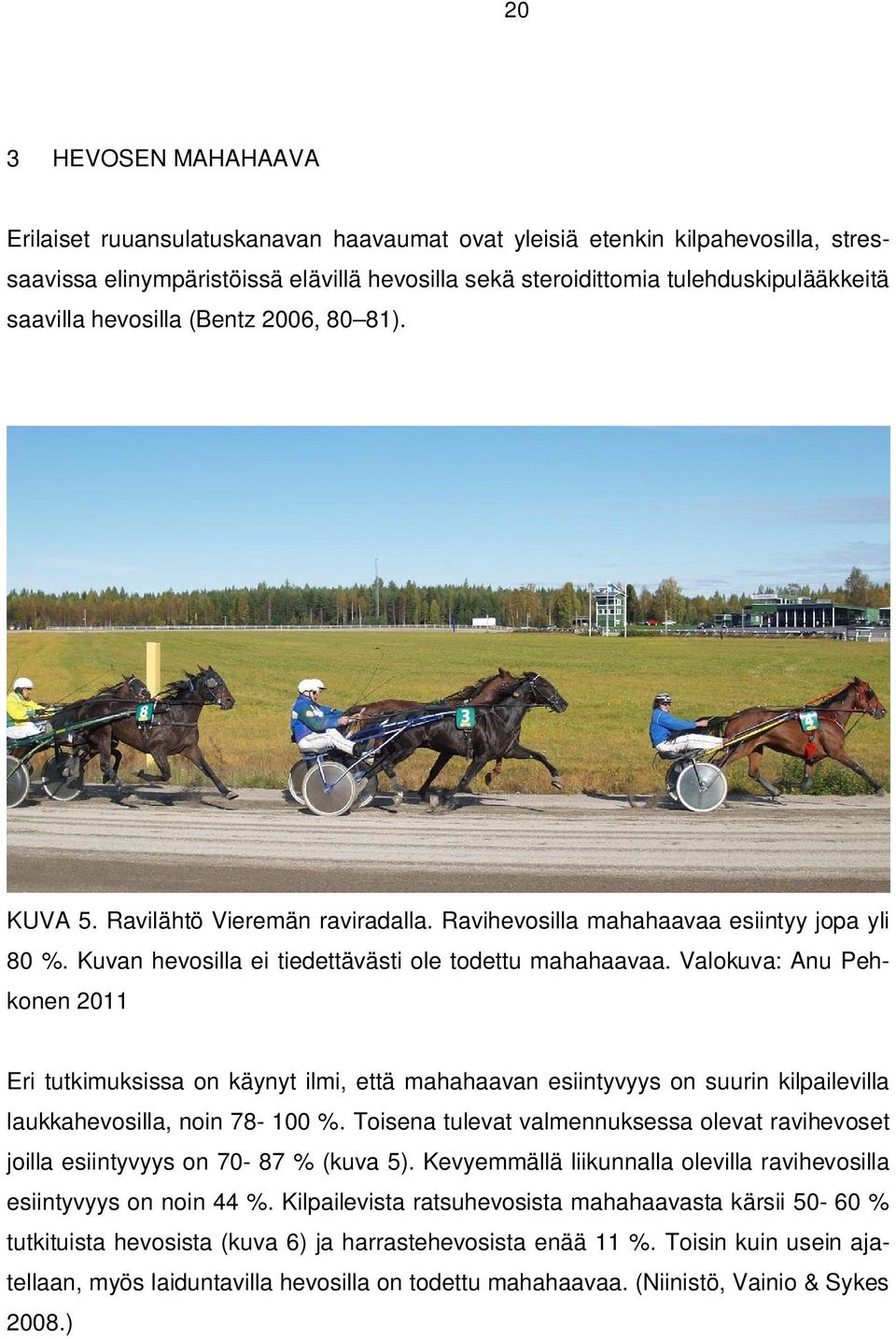 Valokuva: Anu Pehkonen 2011 Eri tutkimuksissa on käynyt ilmi, että mahahaavan esiintyvyys on suurin kilpailevilla laukkahevosilla, noin 78-100 %.