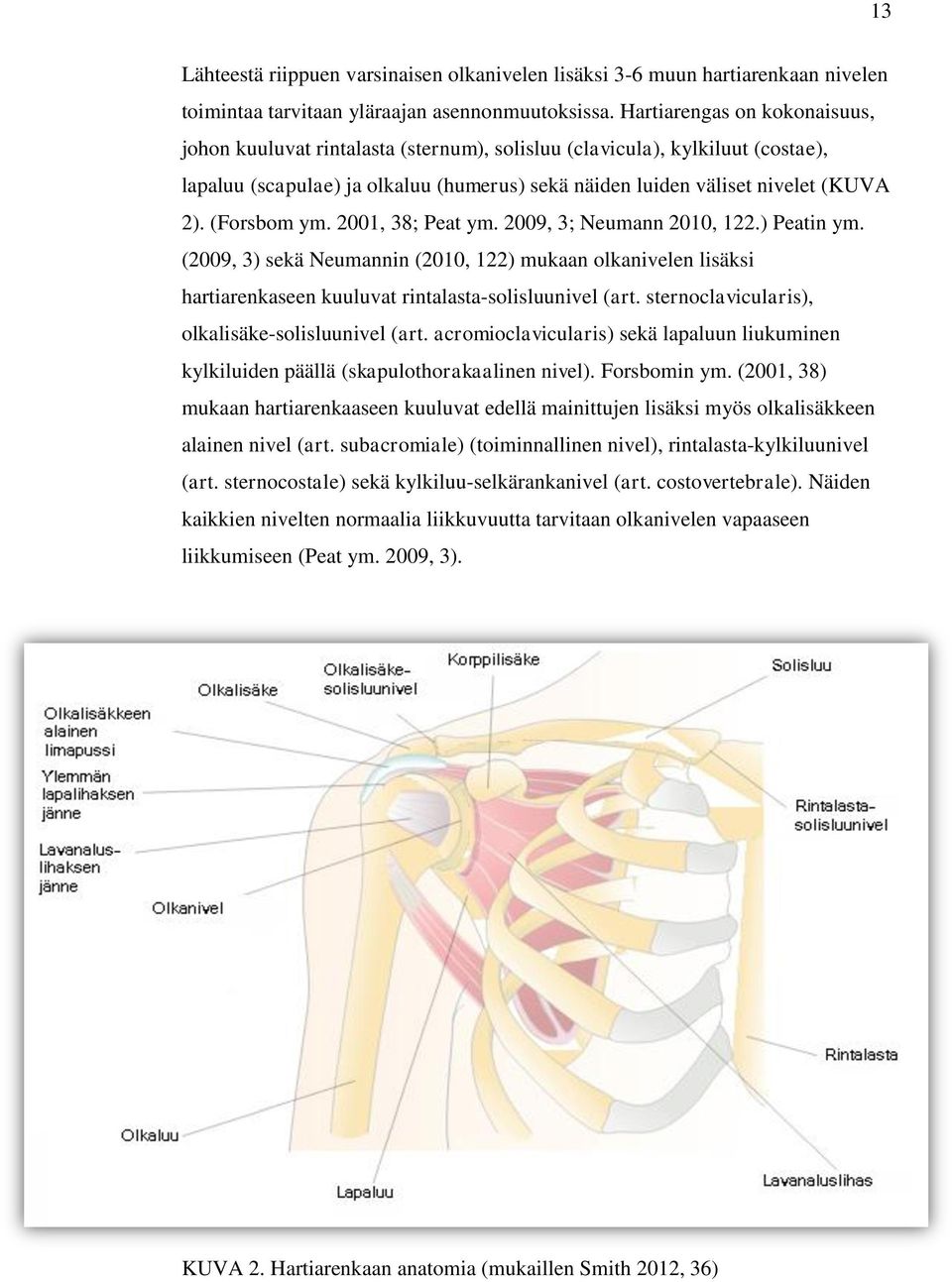 (Forsbom ym. 2001, 38; Peat ym. 2009, 3; Neumann 2010, 122.) Peatin ym. (2009, 3) sekä Neumannin (2010, 122) mukaan olkanivelen lisäksi hartiarenkaseen kuuluvat rintalasta-solisluunivel (art.